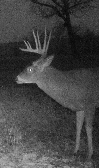 The big ten point whitetail buck