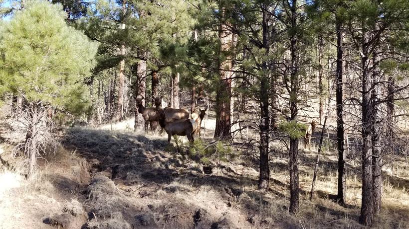 Stalking elk 101 - 0d