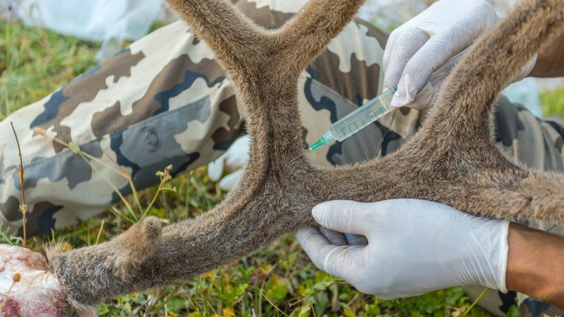 How to preserve velvet antlers in the field - 4
