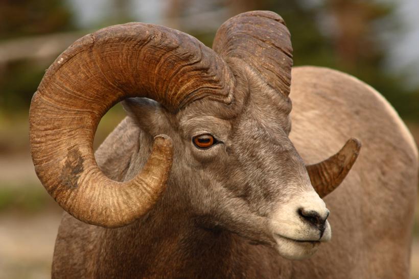 Montana bighorn sheep_3