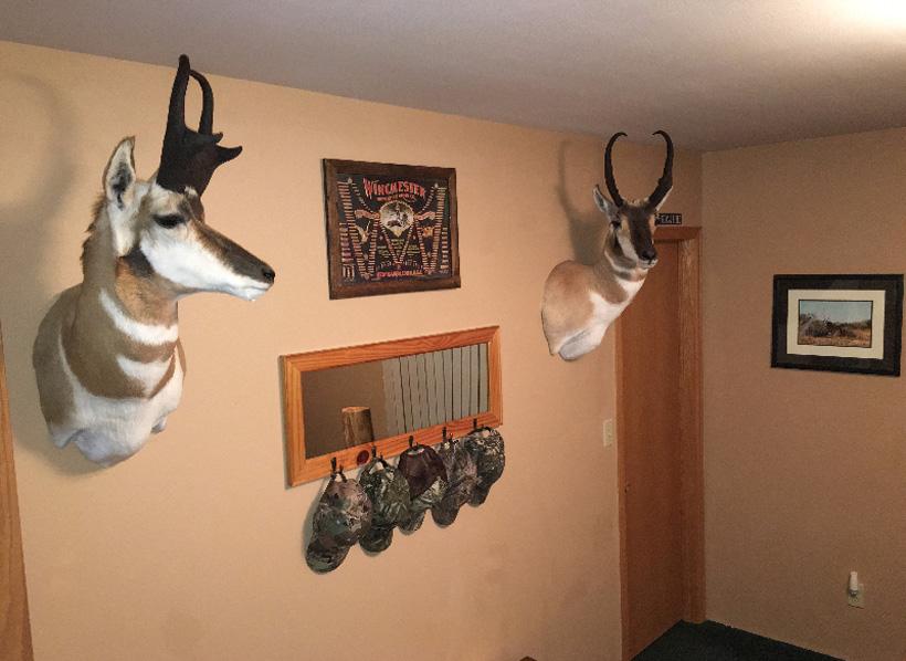 Colorado honeymoon antelope bucks mounted on the wall
