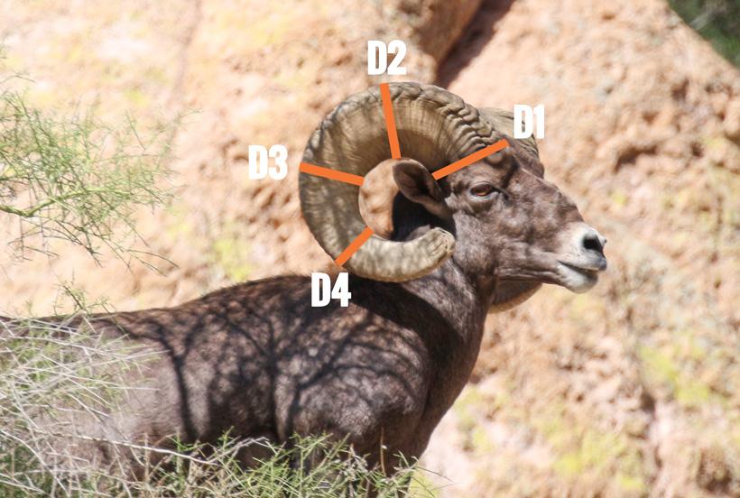 Bighorn sheep mass measurement locations