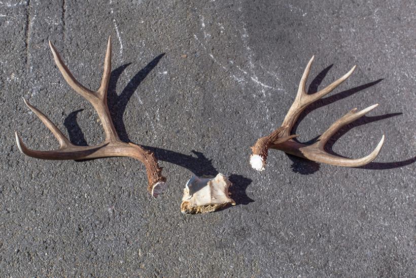 Antlers removed from skull plate 5