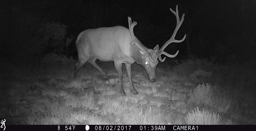 Trail camera placement tips - 3