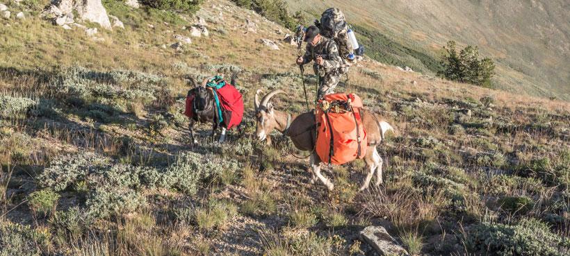 Pack goats hauling gear