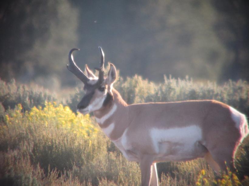 Antelope buck number 1 pic 3