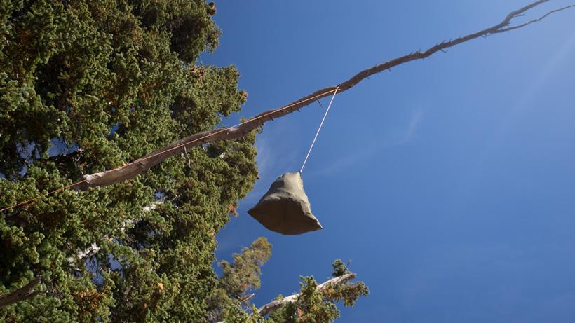 Suitable tree for hanging camping food away from bears