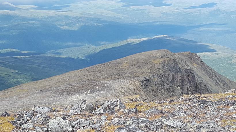 Band of Dall sheep walking up the ridge