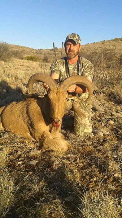Barbary sheep taken in new mexico with brugman outfitting service