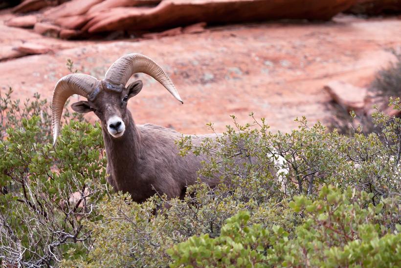 Utah bighorn sheep