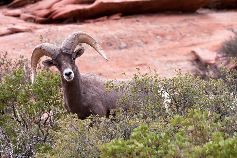 Bighorn numbers across 6 states - 7