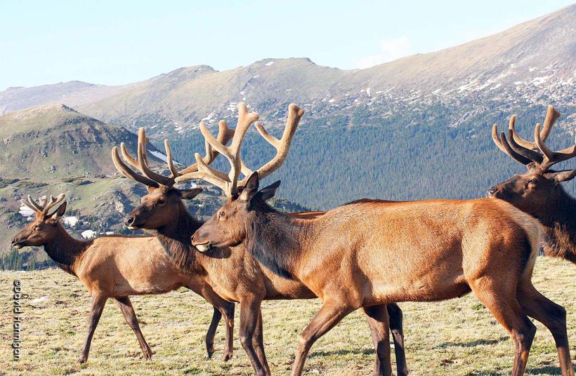 Co velvet bull elk