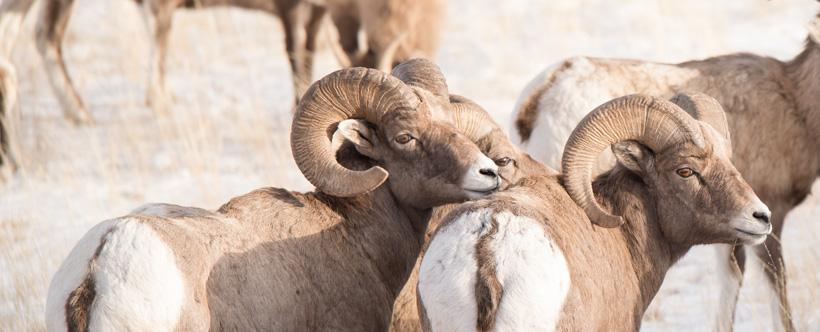 Young band of bighorn sheep rams