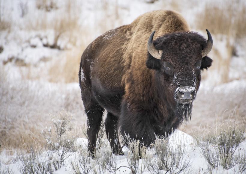 Bison standing in snowy conditions