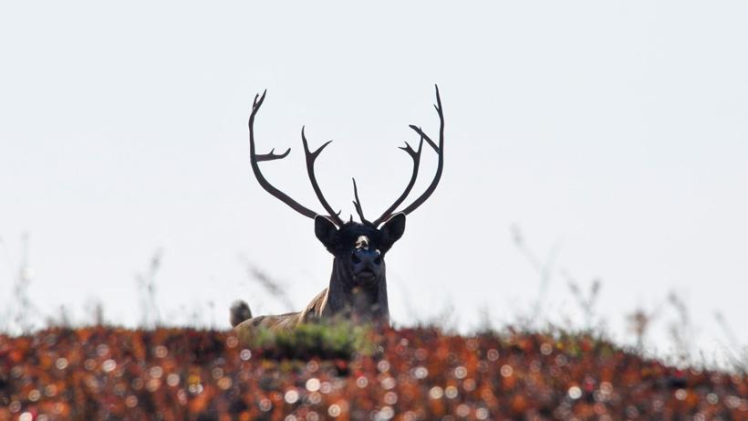 Close up photo of caribou in alaska
