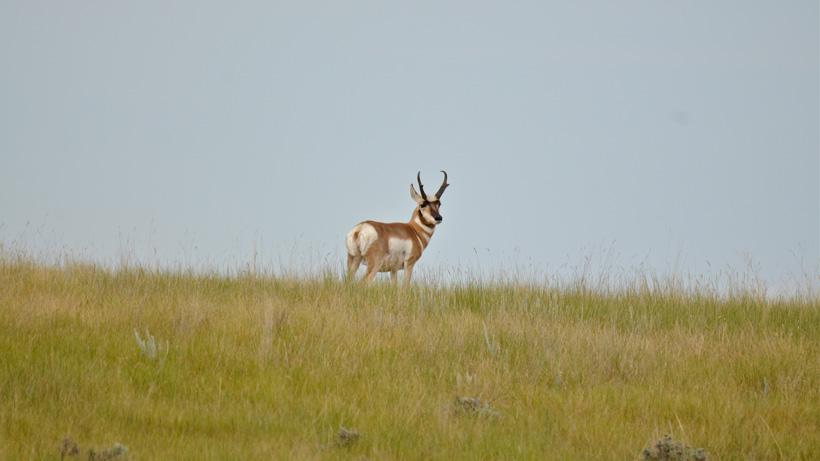 5 tactics for early season antelope success - 5