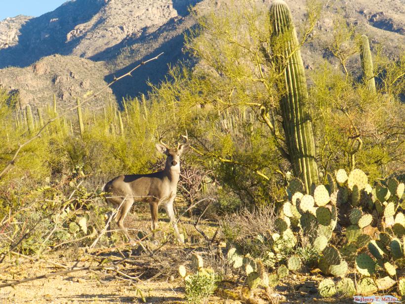 Coues deer buck