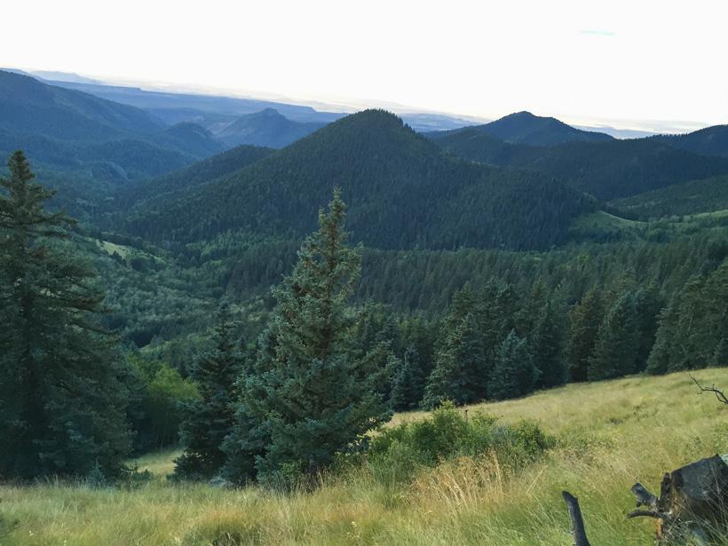 Bowhunting elk in new mexico