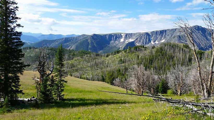 Burned mountainside habitat
