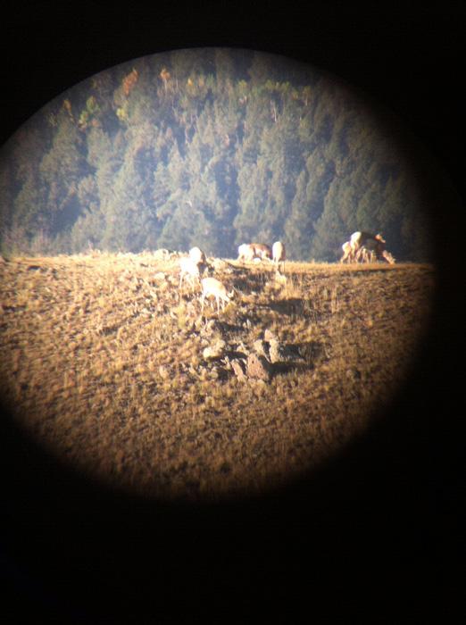 Digiscoping photo of colorado antelope