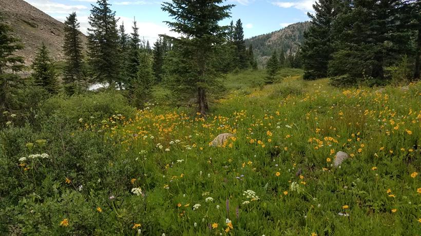 High country Colorado meadow