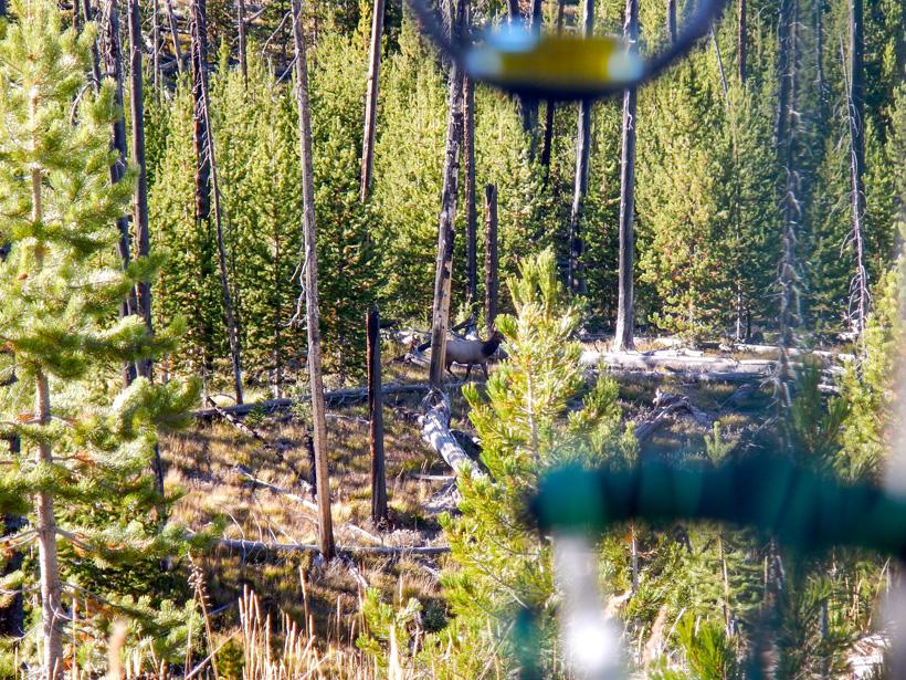 Elk with arrow shaft