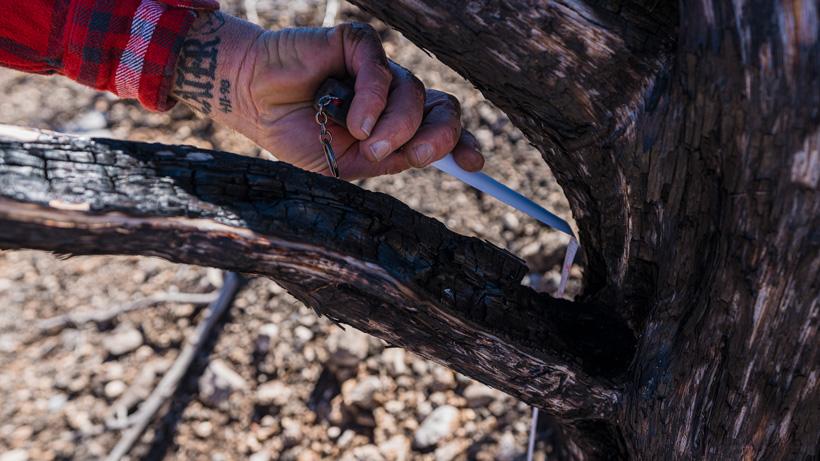 Measuring limb height on tree stump