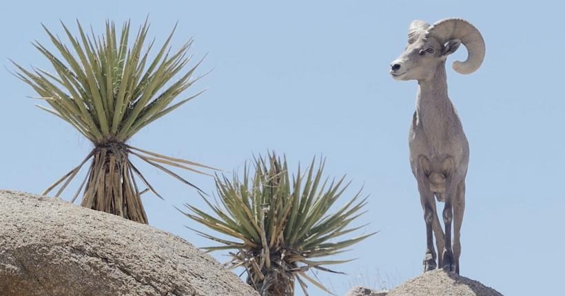 Wild Sheep conservation short film