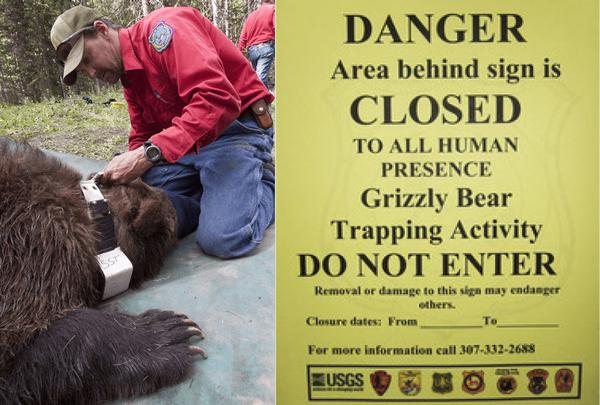 Large carnivore biologist dan bjornlie collars a grizzly bear. 960x577