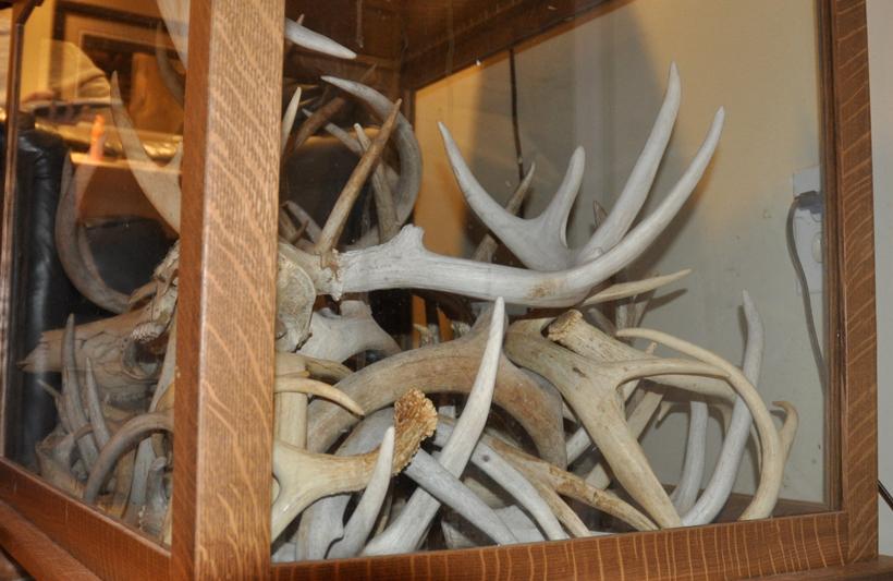Antler shadow box