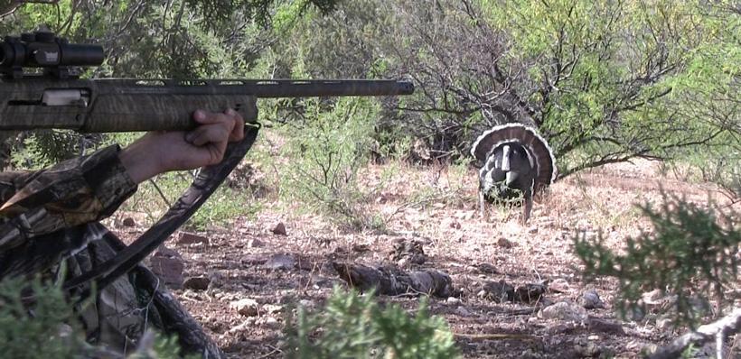 Calling a Goulds turkey in close with Colburn and Scott Outfitters