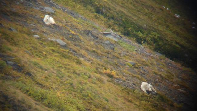 Two bedded mountain goats