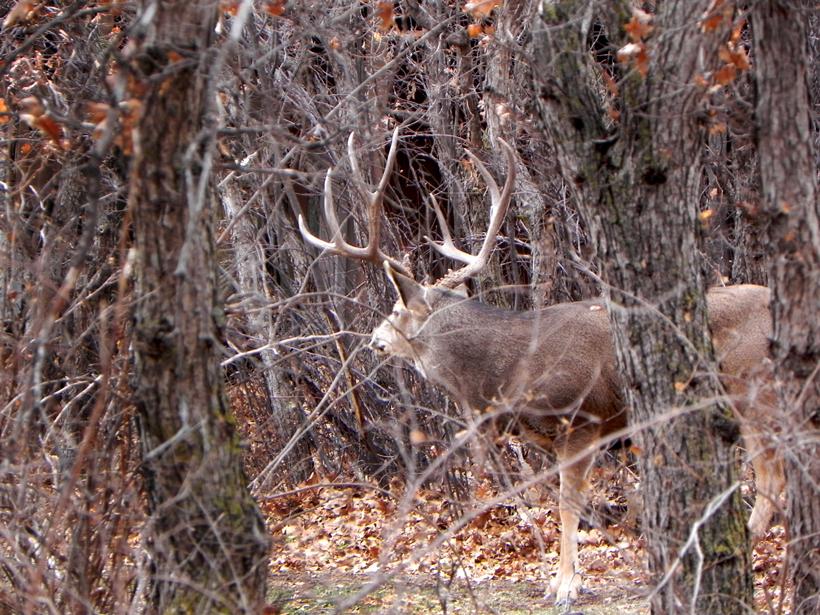 Colorado mule deer