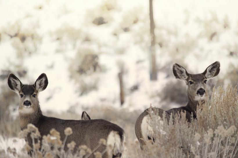 Mule deer does