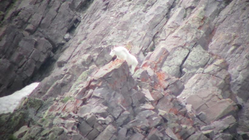 Big old billy mountain goat in Utah
