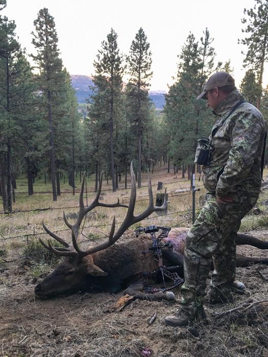 Admiring a washington bull elk