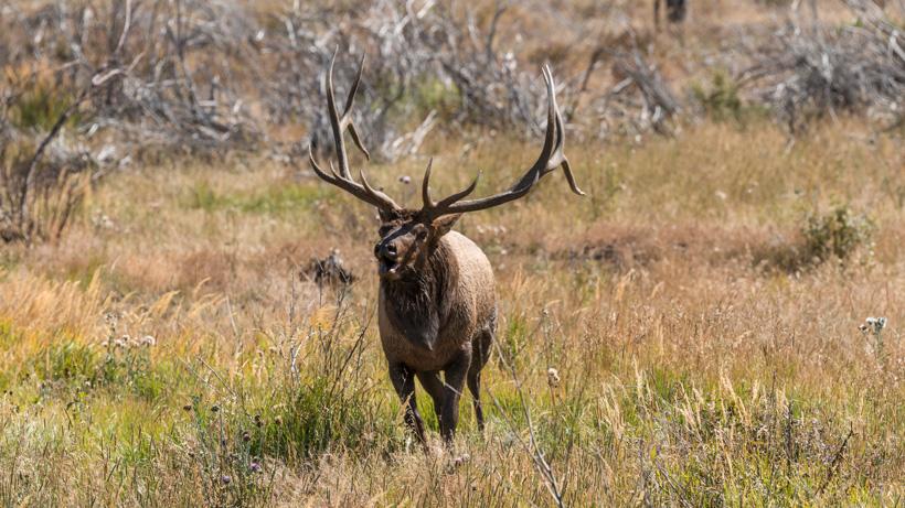 Alert: Nevada recommended big game hunt quotas for 2022 - 0d