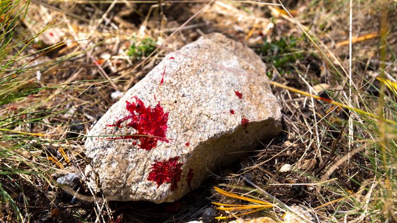 Mule deer blood dropping on rock