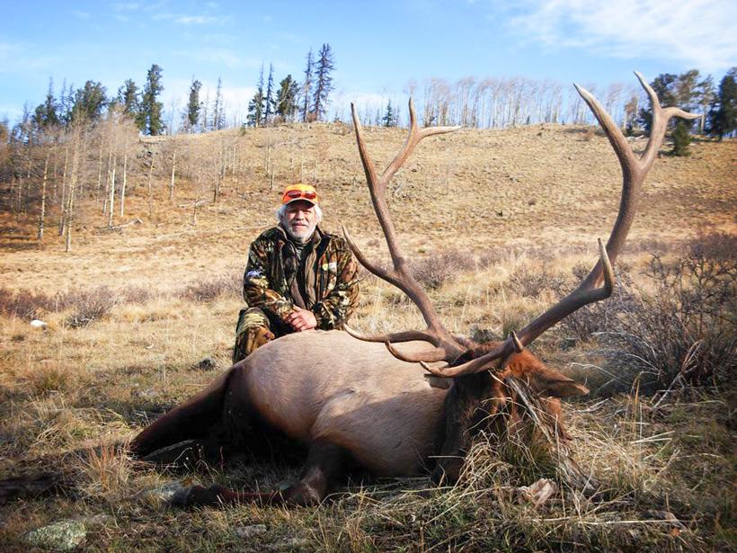 Colorado bull elk_2