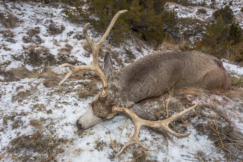 Holiday traditions: Hunting mule deer in the rut - 15