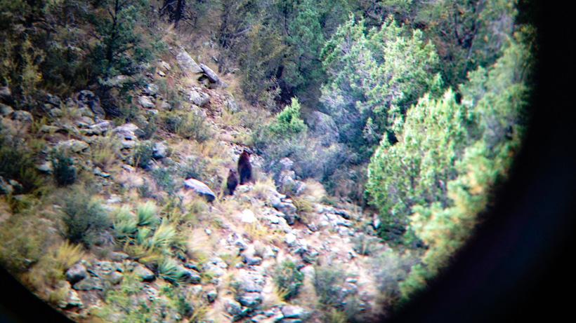 OTC black bear hunting opportunities in Arizona - 5