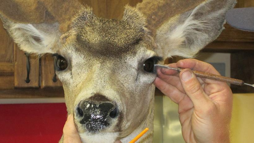 Examining the pupils of a deer mount