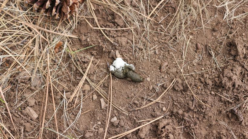 Locate turkey scat to find hunting areas