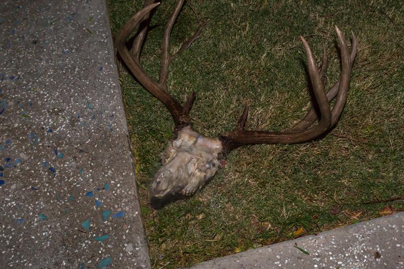 Skull after 1st simmer