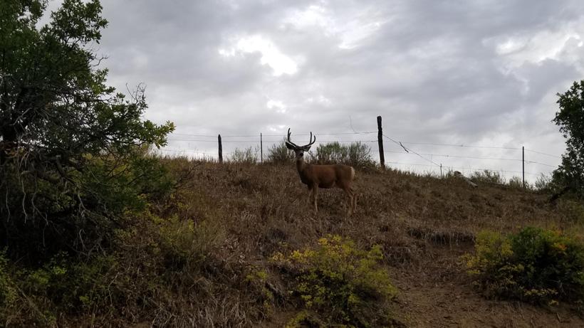Perks of hunting the opening week of the mule deer archery season - 0