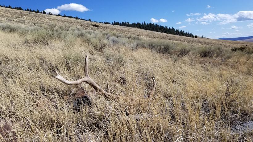 Elk antler shed hunting