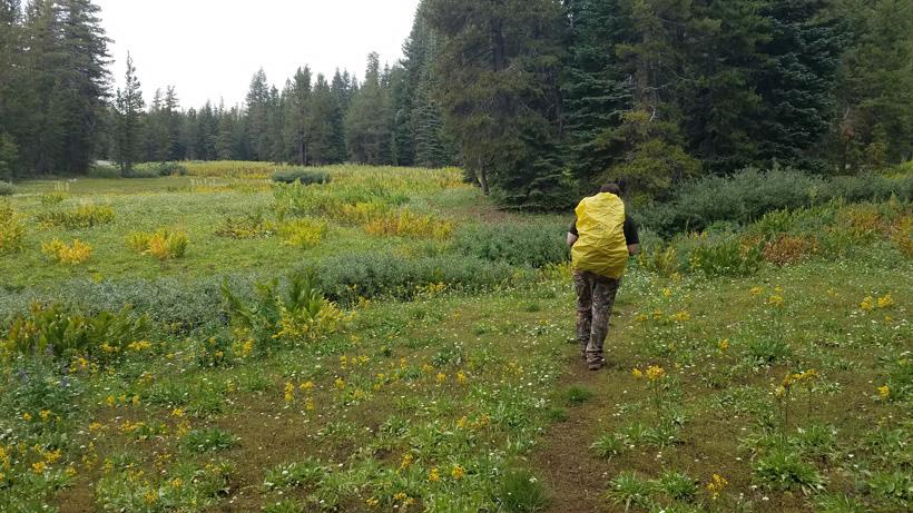 California black bear 11_0