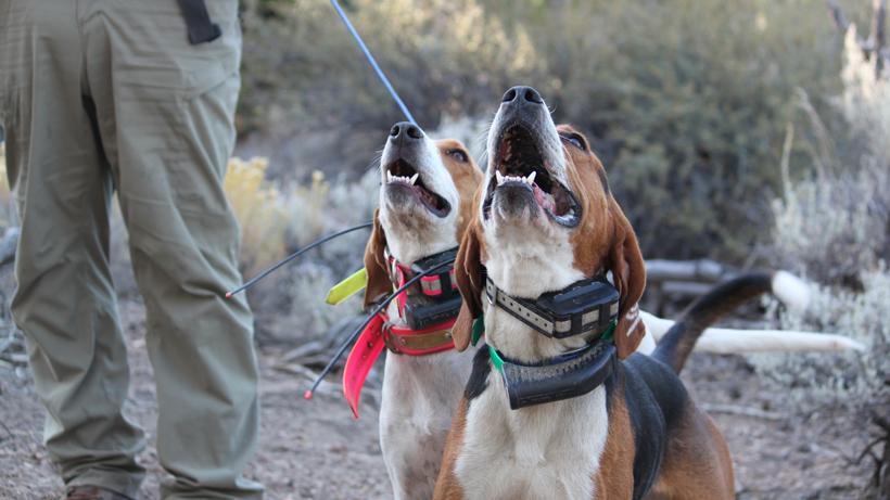 Nevada petition aims to ban the use of hounds for hunting bears - 0