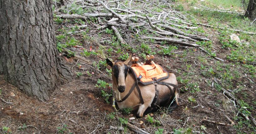 Pack goat relaxing next to camp