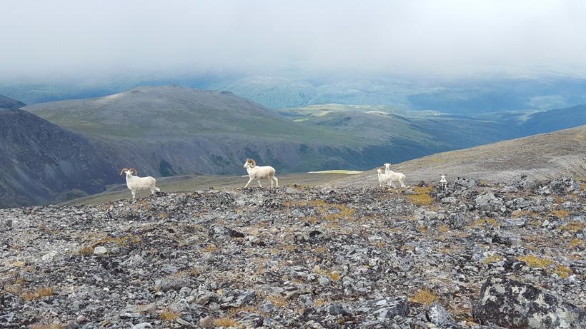 Band of Dall sheep